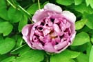 Rosafarbene Rose; pink rose